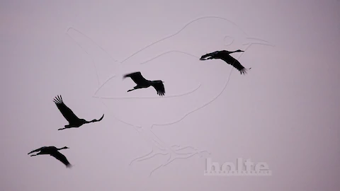 Kraniche (Grus grus)