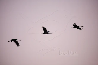 Kraniche (Grus grus)