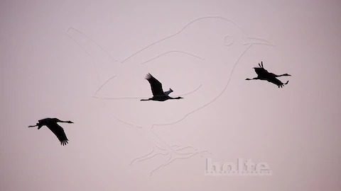 Kraniche (Grus grus)