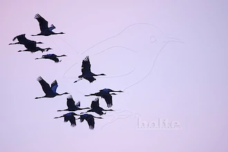 Kraniche (Grus grus)