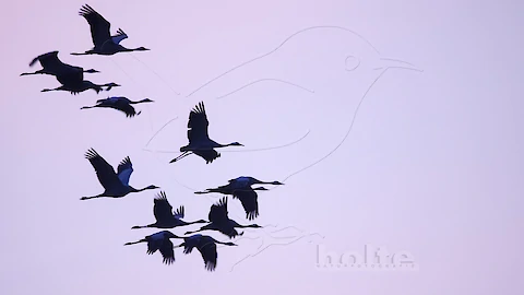 Kraniche (Grus grus)