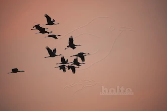 Kraniche (Grus grus)