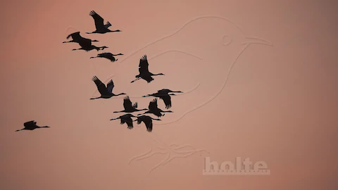 Kraniche (Grus grus)