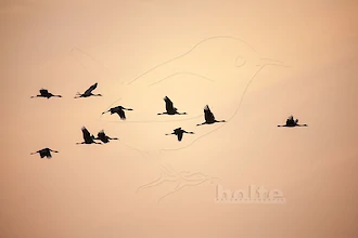 Kraniche (Grus grus)