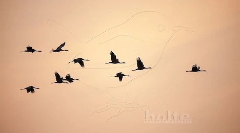 Cranes