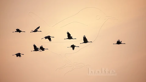 Kraniche (Grus grus)