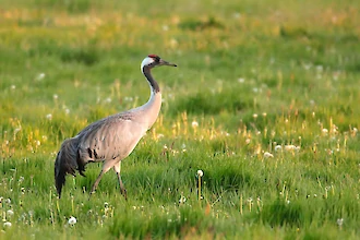 Kranich (Grus grus)