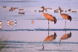 Kraniche (Grus grus)