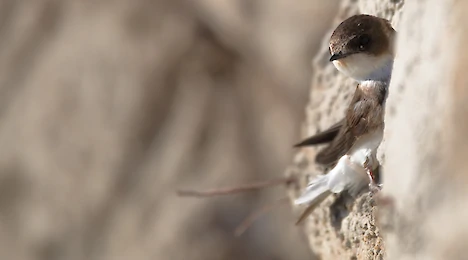 Uferschwalben (Riparia riparia)