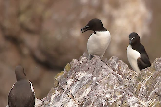 Tordalk (Alca torda)