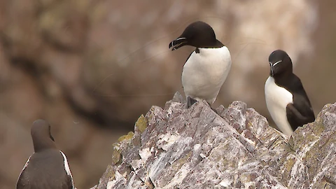 Tordalk (Alca torda)