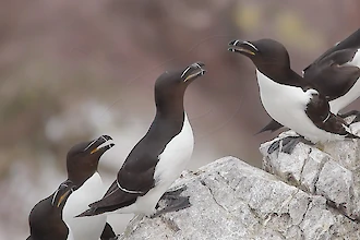 Tordalk (Alca torda)