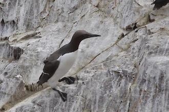 Trottellumme (Uria aalge)