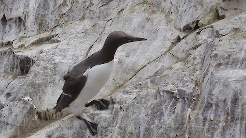 Trottellumme (Uria aalge)