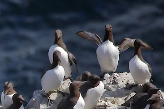 Trottellumme (Uria aalge)