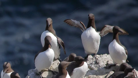 Trottellumme (Uria aalge)