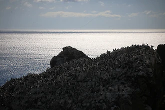 Trottellumme (Uria aalge)