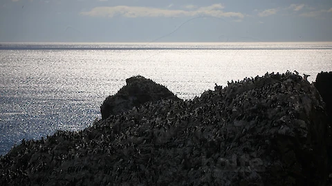 Trottellumme (Uria aalge)