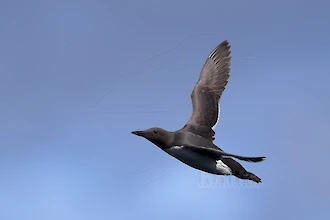 Trottellumme (Uria aalge)