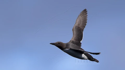 Trottellumme (Uria aalge)