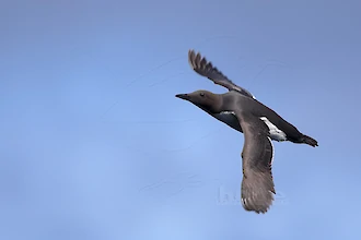 Trottellumme (Uria aalge)