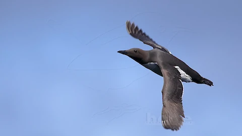 Trottellumme (Uria aalge)