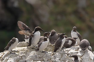 Trottellumme (Uria aalge)