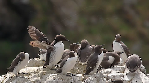 Trottellumme (Uria aalge)