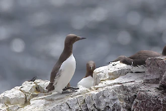 Trottellumme (Uria aalge)