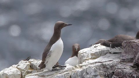 Trottellumme (Uria aalge)