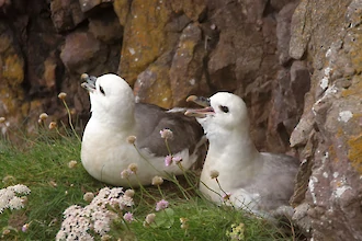 Eissturmvogel (Fulmarus glacialis)