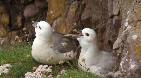 Fulmars