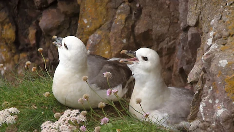 Eissturmvogel (Fulmarus glacialis)