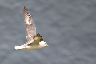 Eissturmvogel (Fulmarus glacialis)