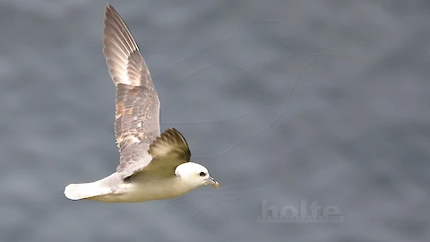 Eissturmvogel (Fulmarus glacialis)