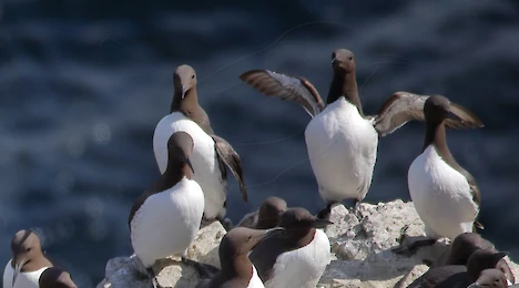Küstenvögel in Schottland