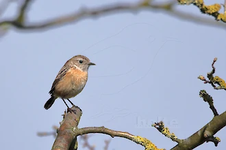 Schwarzkehlchen (Saxicola rubicola)