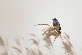 Blaukehlchen (Luscinia svecica)