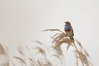 Blaukehlchen (Luscinia svecica)