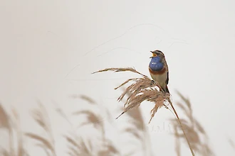 Blaukehlchen (Luscinia svecica)