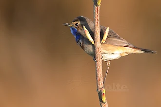 Blaukehlchen (Luscinia svecica)