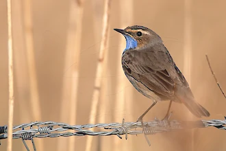 Blaukehlchen (Luscinia svecica)