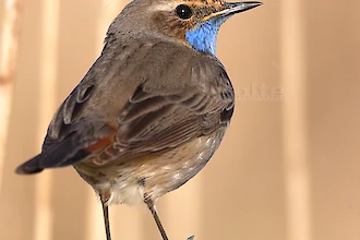 Blaukehlchen (Luscinia svecica)