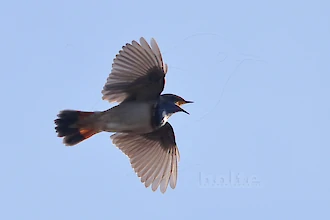 Blaukehlchen (Luscinia svecica)