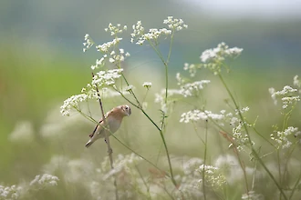 Braunkehlchen (Saxicola rubetra)