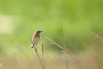 Braunkehlchen (Saxicola rubetra)