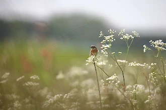 Braunkehlchen (Saxicola rubetra)