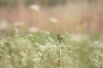 Braunkehlchen (Saxicola rubetra)