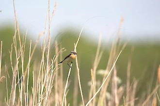 Braunkehlchen (Saxicola rubetra)