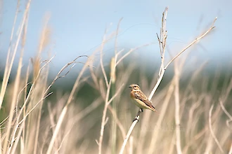 Braunkehlchen (Saxicola rubetra)